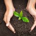  The Art of Growing Organically: Nurturing Plants and Soil Health