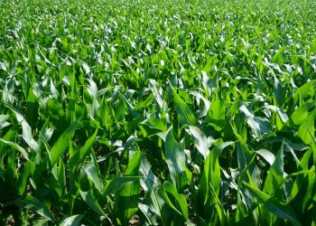 The Benefits and Advantages of Liquid Foliar Fertilizers for Crops