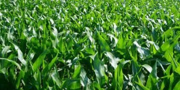 The Benefits and Advantages of Liquid Foliar Fertilizers for Crops