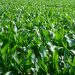 The Benefits and Advantages of Liquid Foliar Fertilizers for Crops