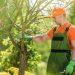 The Benefits of Hiring a Certified Arborist for Tree Care