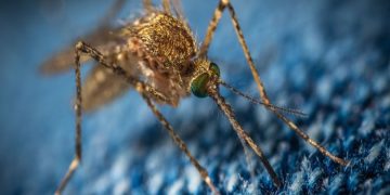 Why Pest Control is Important for Your Health and Safety