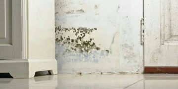 How To Spot Toxic Mold In The Summer