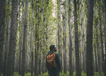 The Therapeutic Power Of Nature: Exploring Ecotherapy In Mental Health Counseling