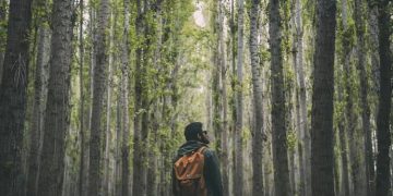 The Therapeutic Power Of Nature: Exploring Ecotherapy In Mental Health Counseling