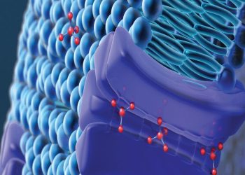 Breaking Barriers: Permeability and Transporter Studies in Drug Development