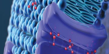 Breaking Barriers: Permeability and Transporter Studies in Drug Development