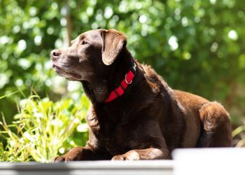 Can Sudden Hot Weather Stress Out Your Dog?