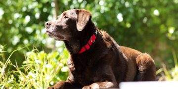 Can Sudden Hot Weather Stress Out Your Dog?