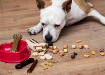 A Guide to CBD Dog Treats: The Perfect Remedy for Your Anxious Pup