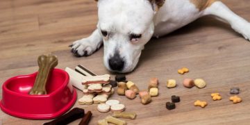 A Guide to CBD Dog Treats: The Perfect Remedy for Your Anxious Pup