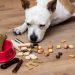 A Guide to CBD Dog Treats: The Perfect Remedy for Your Anxious Pup