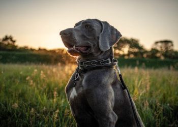 Choosing the Right Collar for Your Pooch: Understanding the Pros and Cons of Neoprene Dog Collars