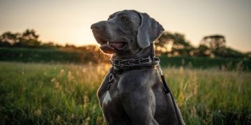 Choosing the Right Collar for Your Pooch: Understanding the Pros and Cons of Neoprene Dog Collars