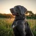 Choosing the Right Collar for Your Pooch: Understanding the Pros and Cons of Neoprene Dog Collars