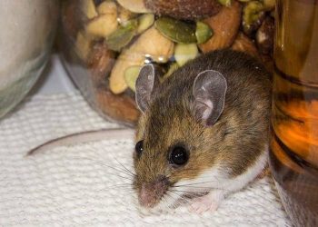 Mice Madness: Top Pest Solutions for a Rodent-Free Home