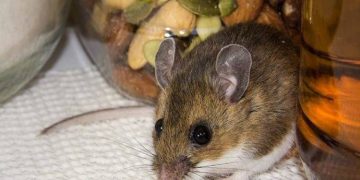 Mice Madness: Top Pest Solutions for a Rodent-Free Home
