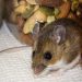 Mice Madness: Top Pest Solutions for a Rodent-Free Home