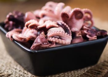 Octopus 101: Everything You Need to Know About This Sea Creature