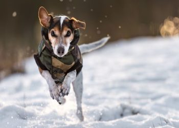 Furry Friends in the Frost: Winter Safety Measures for Pets