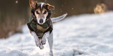 Furry Friends in the Frost: Winter Safety Measures for Pets