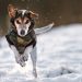 Furry Friends in the Frost: Winter Safety Measures for Pets