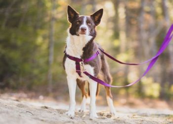The Advantages of Using a No-Pull Dog Harness for Training
