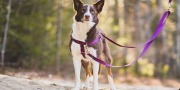 The Advantages of Using a No-Pull Dog Harness for Training