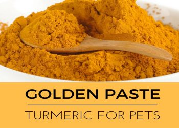 Turmeric Golden Paste for Dogs: Crafting Canine Wellness from Kitchen to Bowl