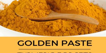 Turmeric Golden Paste for Dogs: Crafting Canine Wellness from Kitchen to Bowl