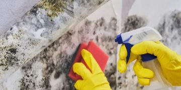 A Comprehensive Guide to Mold Removal