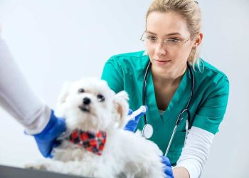 Balancing Passion and Pay: A Realistic Look at Vet Nurse Salaries