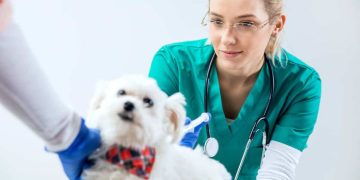 Balancing Passion and Pay: A Realistic Look at Vet Nurse Salaries