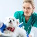 Balancing Passion and Pay: A Realistic Look at Vet Nurse Salaries