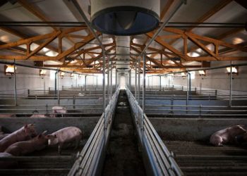 Boosting Efficiency and Productivity in Pig Farming: Hontech-Wins LED Lighting Innovations