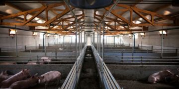 Boosting Efficiency and Productivity in Pig Farming: Hontech-Wins LED Lighting Innovations