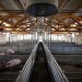 Boosting Efficiency and Productivity in Pig Farming: Hontech-Wins LED Lighting Innovations