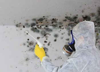 How to Choose the Best Atlanta Mold Removal Services?