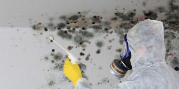 How to Choose the Best Atlanta Mold Removal Services?