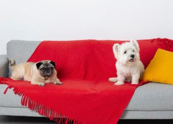 Overcoming Sofa Challenges in Pet-Friendly Homes