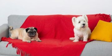 Overcoming Sofa Challenges in Pet-Friendly Homes