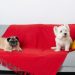 Overcoming Sofa Challenges in Pet-Friendly Homes