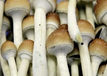 Magic Mushrooms: Do They Help With Depression?