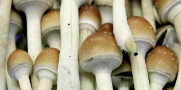 Magic Mushrooms: Do They Help With Depression?
