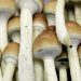 Magic Mushrooms: Do They Help With Depression?