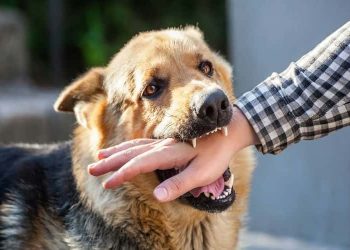 Why You Should Hire a Dog Bite Injury Attorney in Hartford