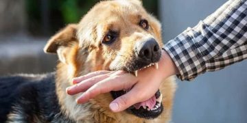 Why You Should Hire a Dog Bite Injury Attorney in Hartford