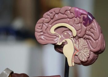 What is White Matter? & How Can It be Repaired