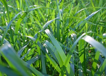 Fescue Grass: The Ideal Choice for Hardy Lawns