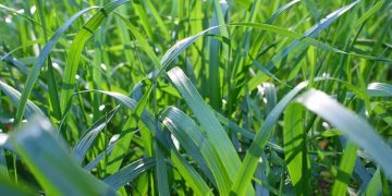 Fescue Grass: The Ideal Choice for Hardy Lawns